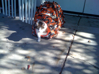 New cat tent