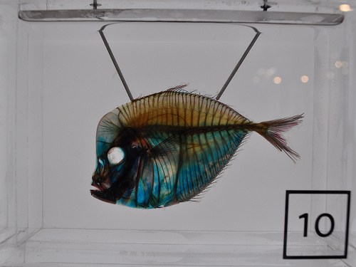 Specimens at the California Academy of Sciences