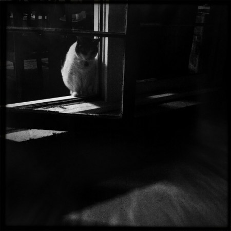 Film noir cat Film noir cat